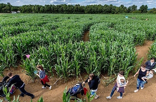 Maize Maze what to do this summer with glos.info